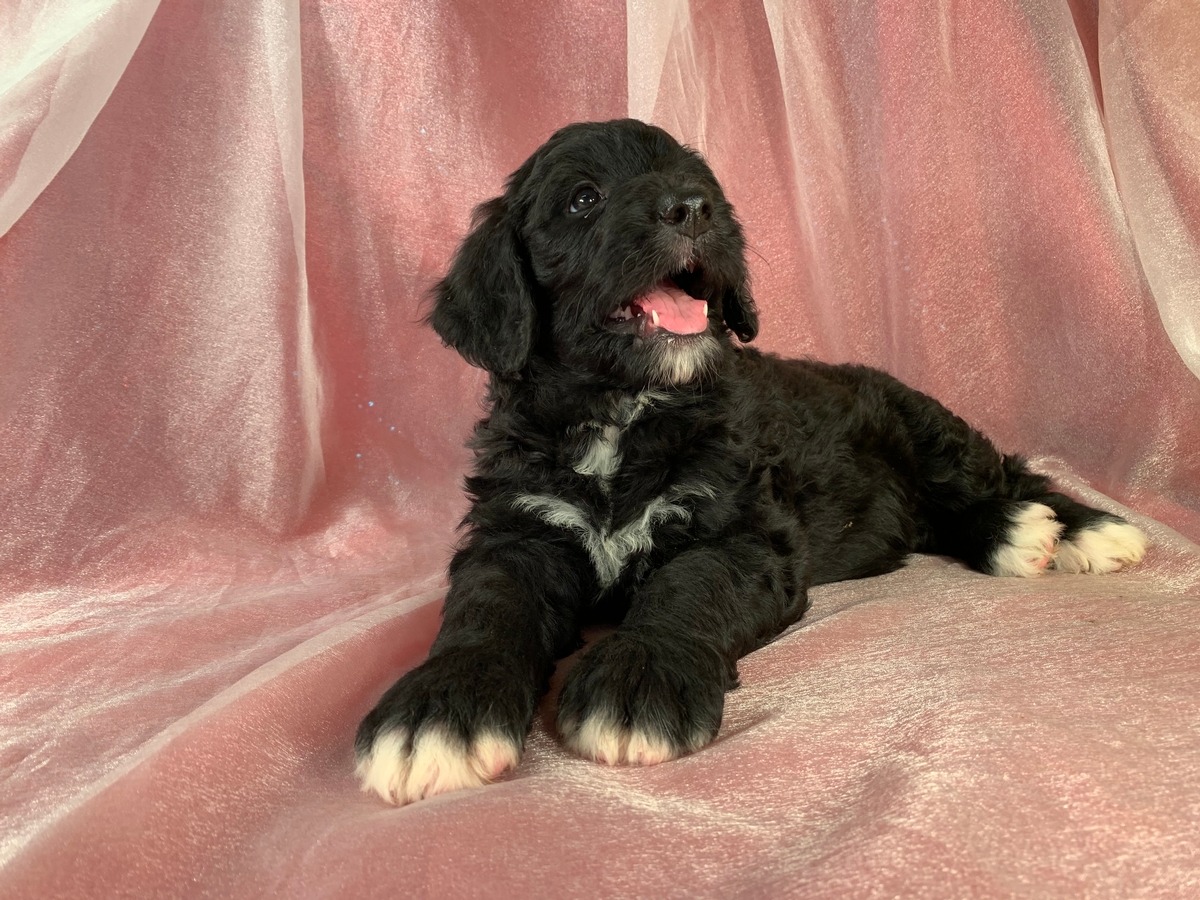 Female Bernedoodle Puppy For Sale, Iowa Breeders